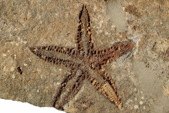 Ordovician Starfish (Petraster?) Fossil - Morocco #200179